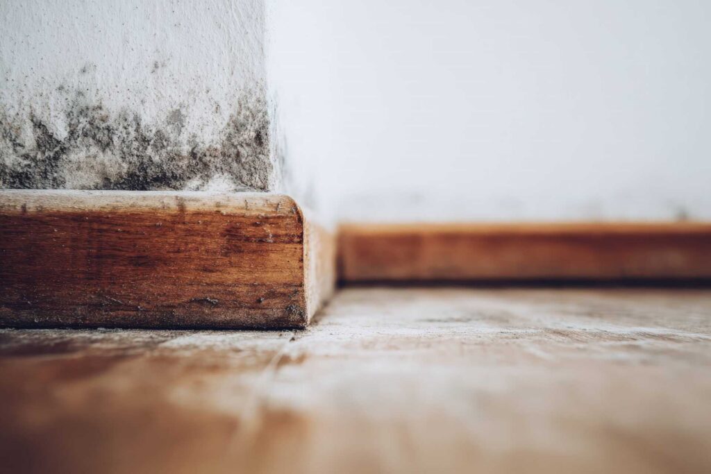Mold growth on a white wall corner above a wooden baseboard and floor.