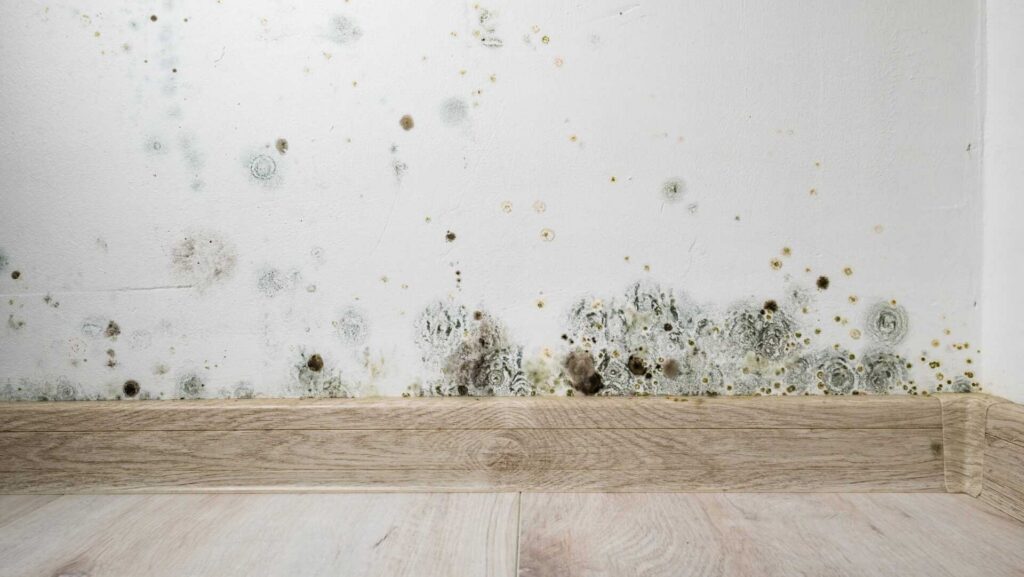 Mold spots growing on a white wall near a wooden baseboard and floor.