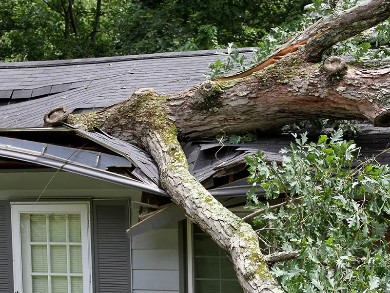 Large tree branch fallen and damaging a house roof and gutter.