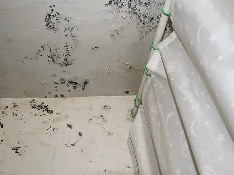 Black mold patches growing on a white ceiling and wall near a shower curtain.
