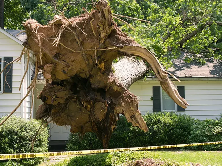 Large uprooted tree with exposed roots leaning against a house, surrounded by caution tape.