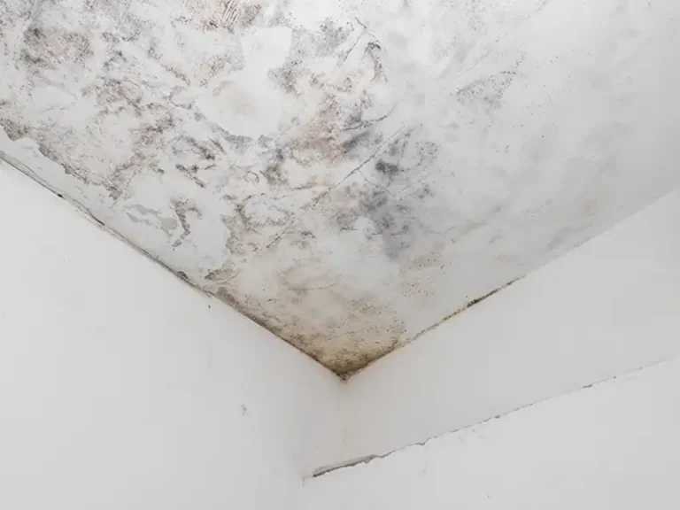 Ceiling corner with extensive mold and water damage on white walls.